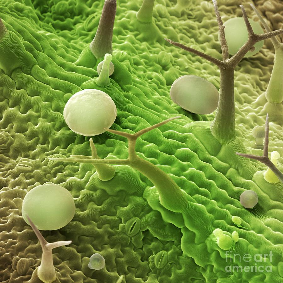 French Lavender Leaf Surface, Sem #1 Photograph by Cheryl Power