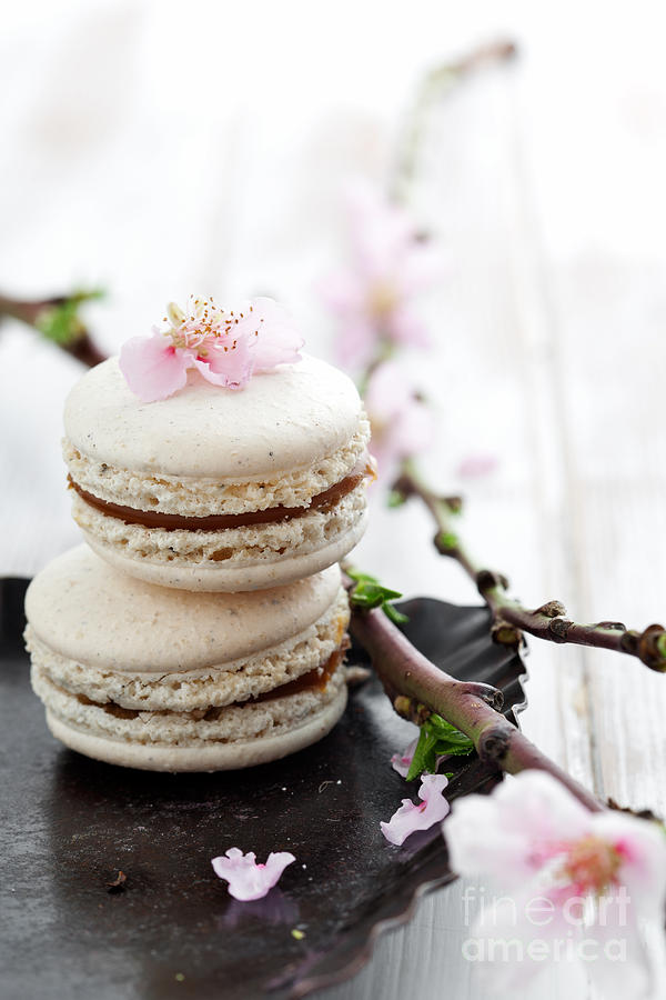 Cake Photograph - French macaroons #1 by Kati Finell