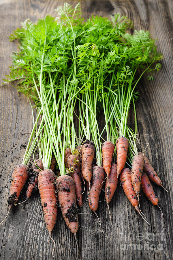 Vegetable Photograph - Fresh carrots from garden 3 by Elena Elisseeva