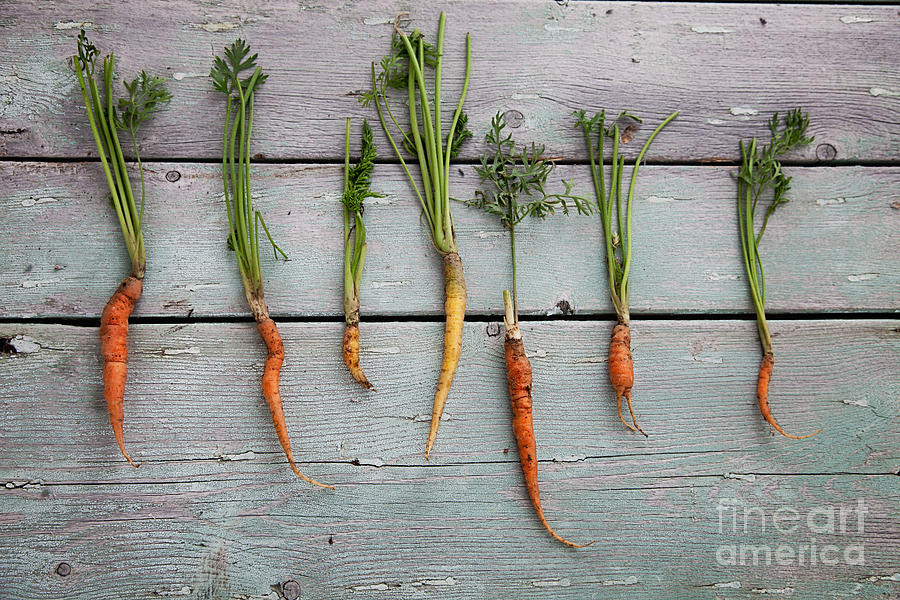 Summer Photograph - Fresh carrots #1 by Mythja Photography