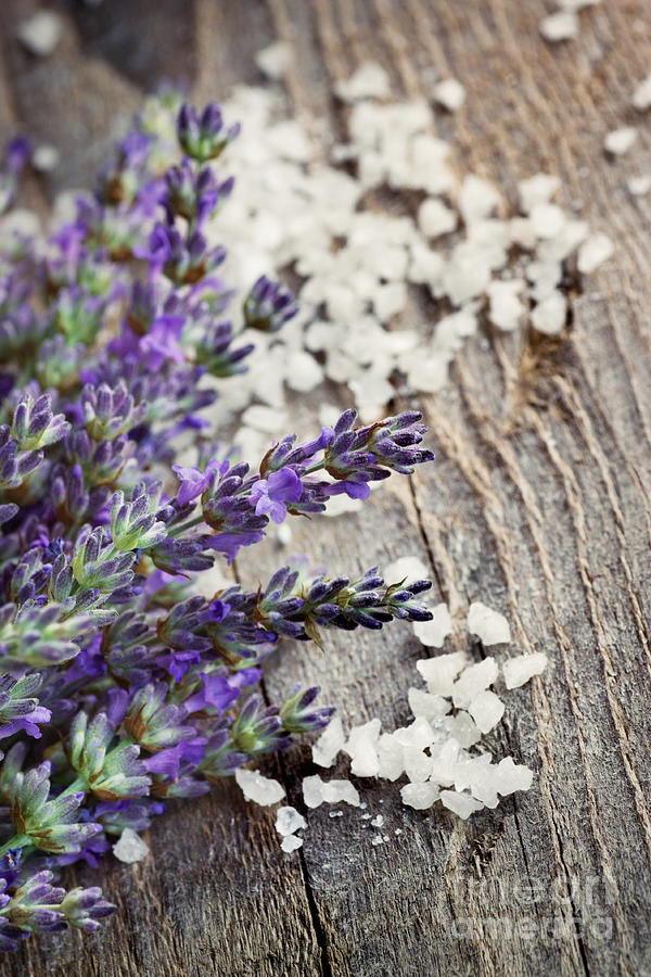 Nature Photograph - Fresh lavender #1 by Mythja Photography