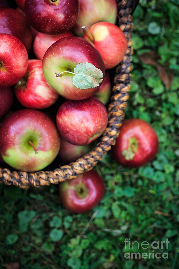 Nature Photograph - Fresh picked apples #1 by Edward Fielding