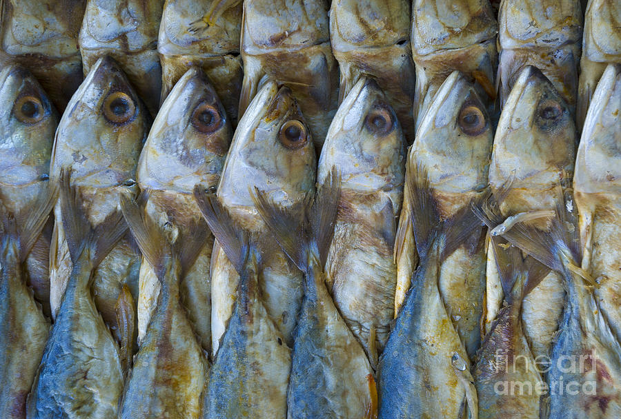 Fresh Seafood #1 Photograph by John Shaw