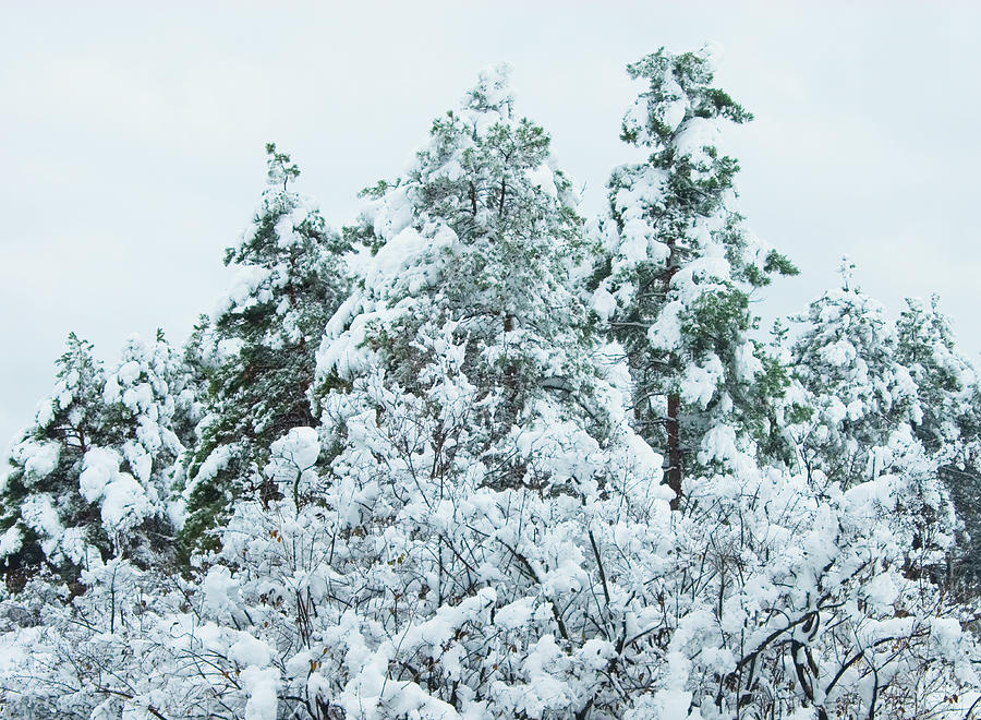 Fresh Snow #1 Photograph by Dennis Mccoleman