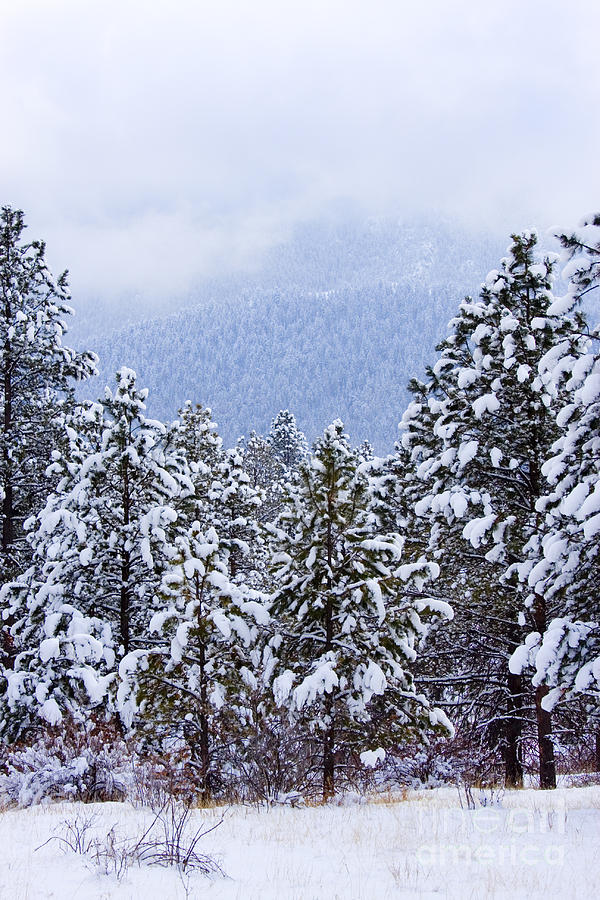 Fresh Snow #1 Photograph by Steven Krull