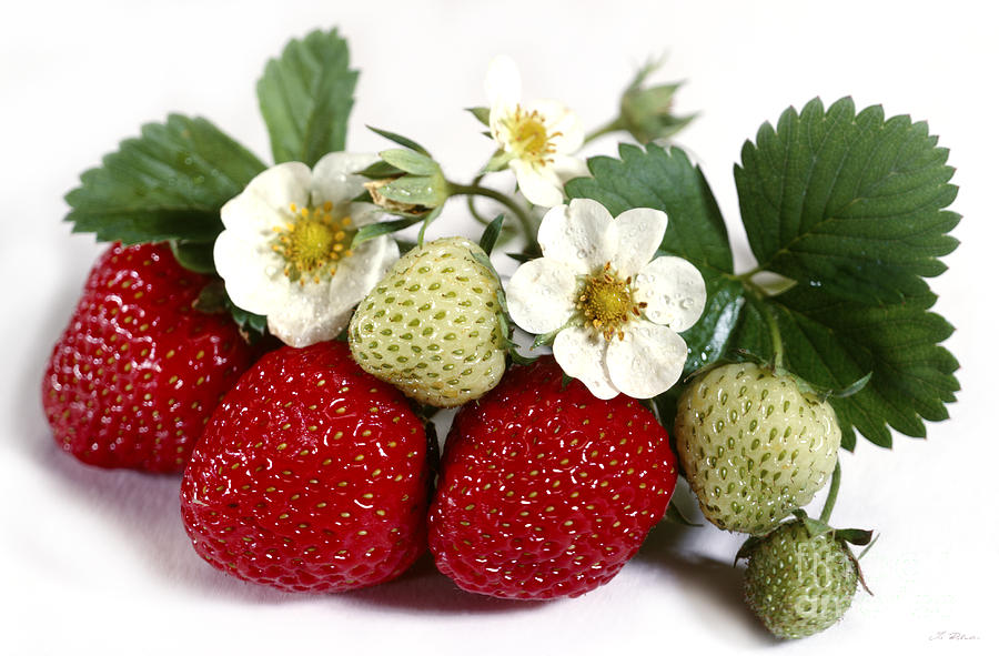 Fresh Strawberries on White #1 Photograph by Iris Richardson