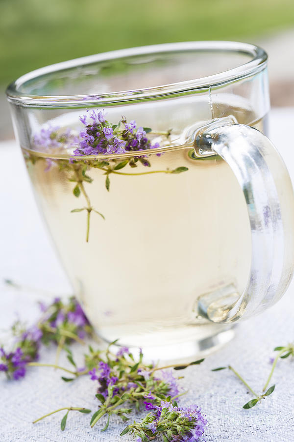 Tea Photograph - Fresh thyme tea 1 by Elena Elisseeva