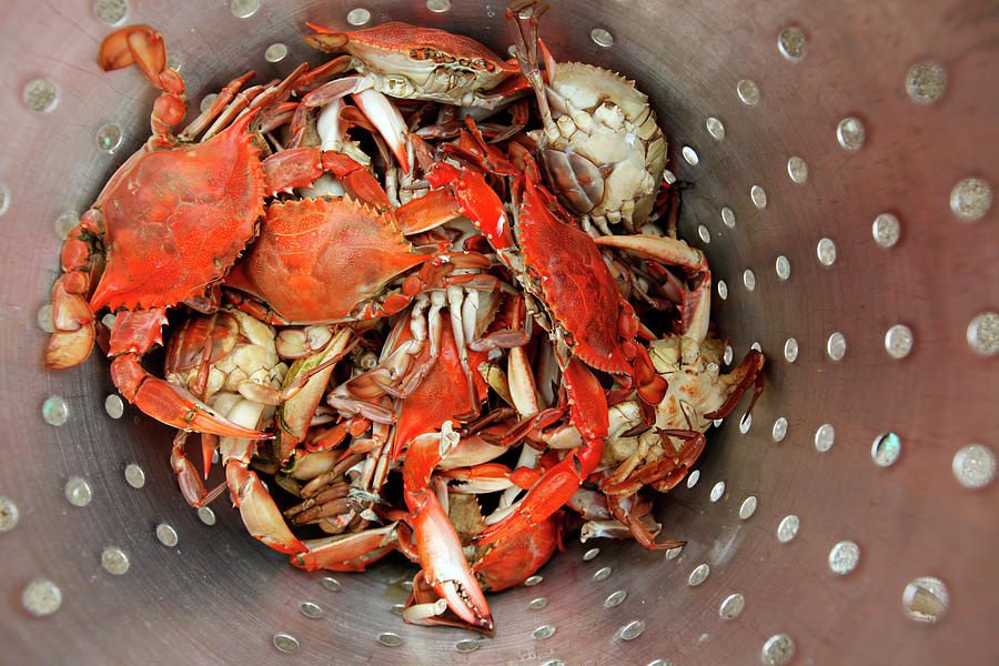 Freshly Caught Blue Crabs Turn Red #1 Photograph by Logan Mock-Bunting Freshly Caught Blue Crabs Turn Red #1 Photograph by Logan Mock-Bunting