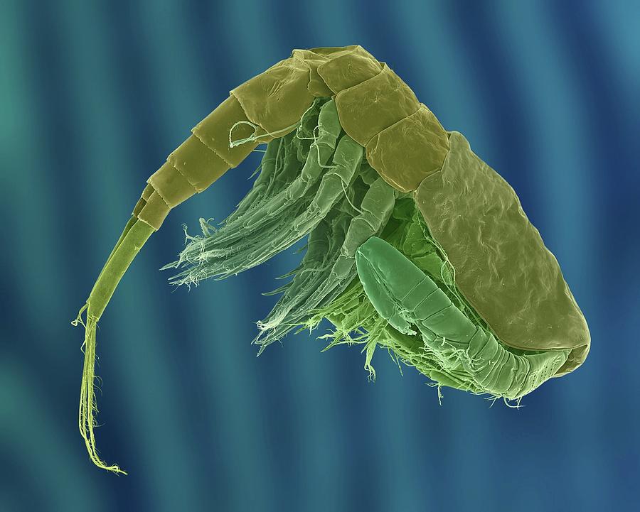Freshwater Copepod (diacyclops Thomasi) #1 Photograph by Dennis Kunkel Microscopy/science Photo Library