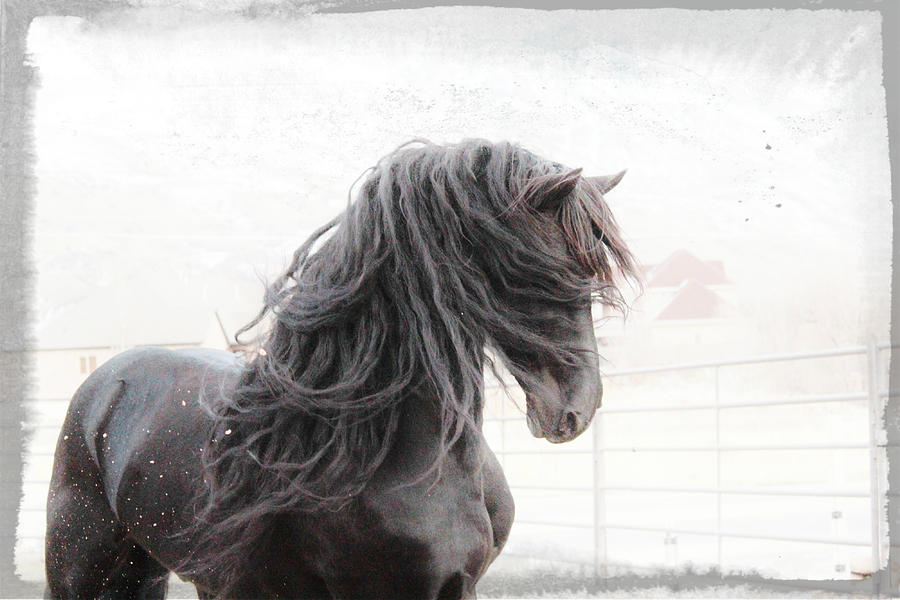 Friesian Stallion Photograph - Friesian Magic #1 by Carol Whitaker
