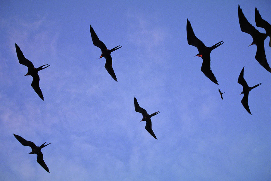 Frigate Birds, Galapagos Islands Photograph by Peter Essick - Fine Art ...