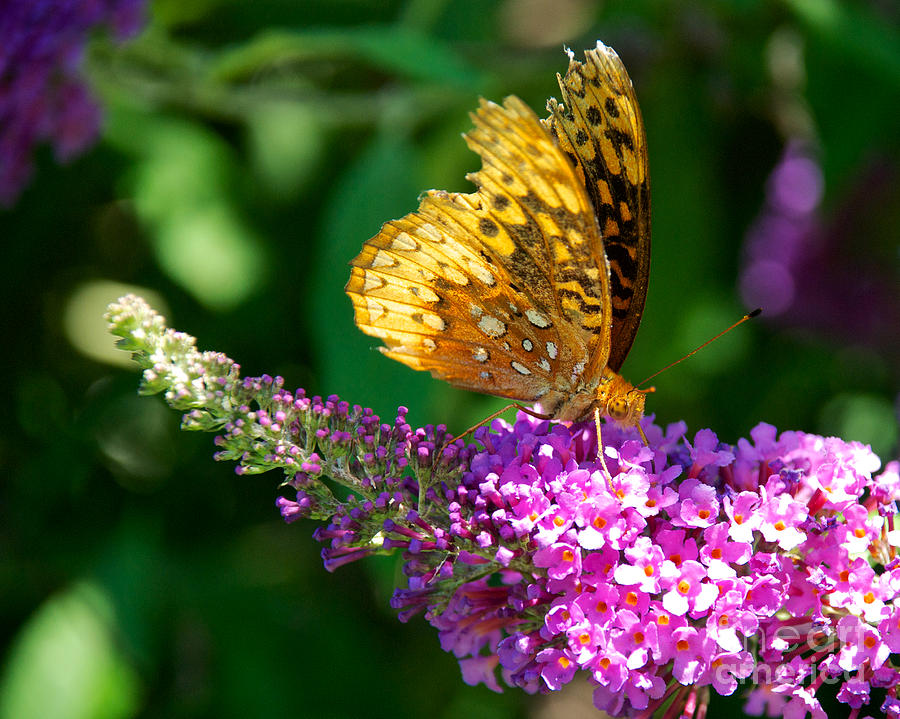 Fritillary Butterfly Photograph by Mark Dodd - Fine Art America