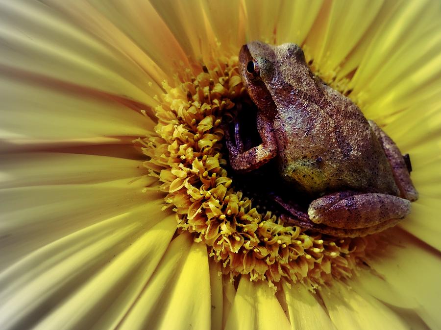 Frog Photograph - Frog and Flower #1 by Sarah Pemberton