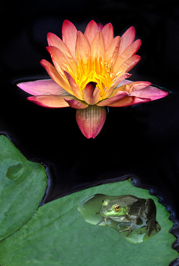 Frog and Waterlily #1 Photograph by Dave Mills