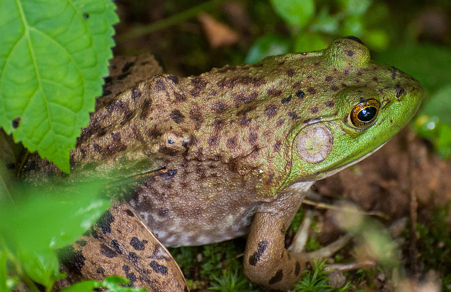 Frog #2 Photograph by David Hart