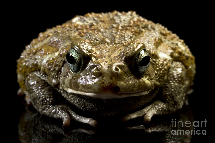 Frog #1 Photograph by Gunnar Orn Arnason