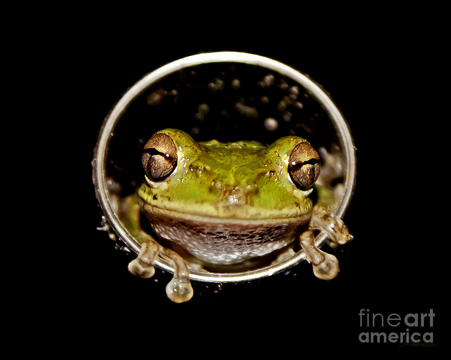 Frog #2 Photograph by Olga Hamilton