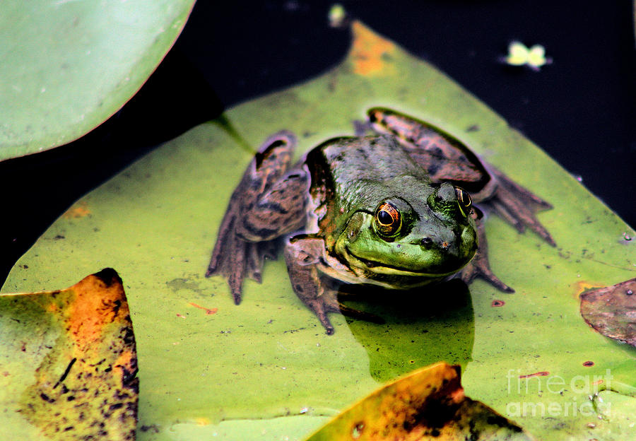 Frog on a Lily Pad #1 Photograph by Nick Gustafson