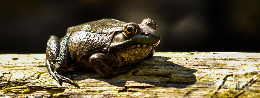 Frog #1 Photograph by Ronald Grogan