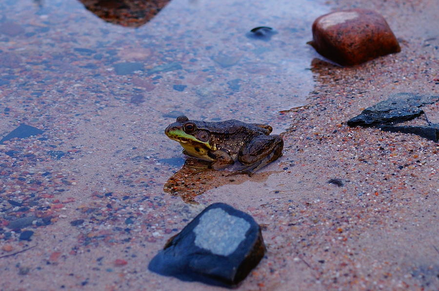 Frog #1 Photograph by Steven Clipperton