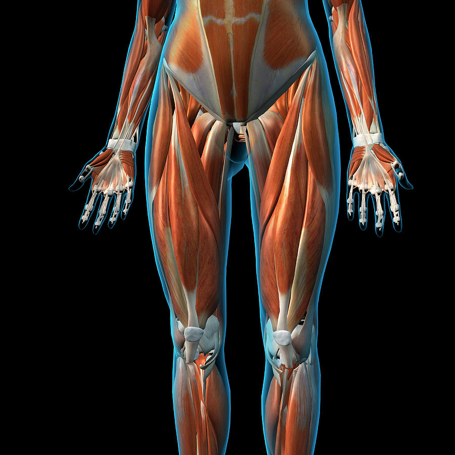 Female Anterior Leg Muscles Labeled Educational Chart Black Wood Framed ...