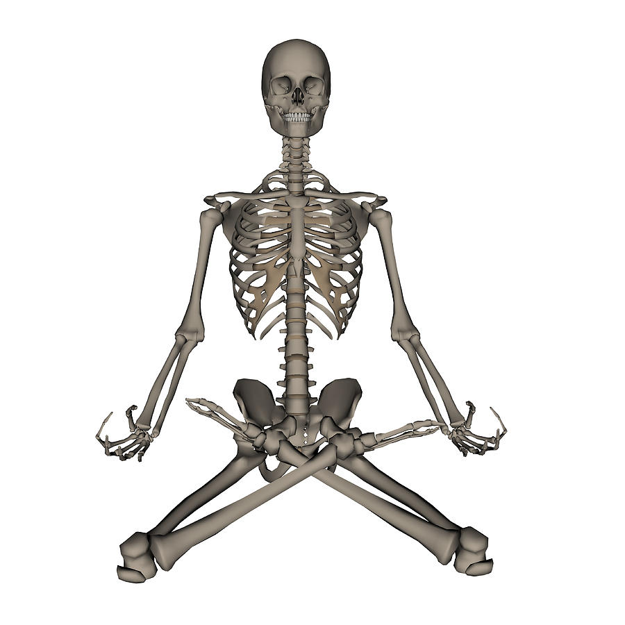 Front View Of Human Skeleton Meditation Photograph by Elena Duvernay