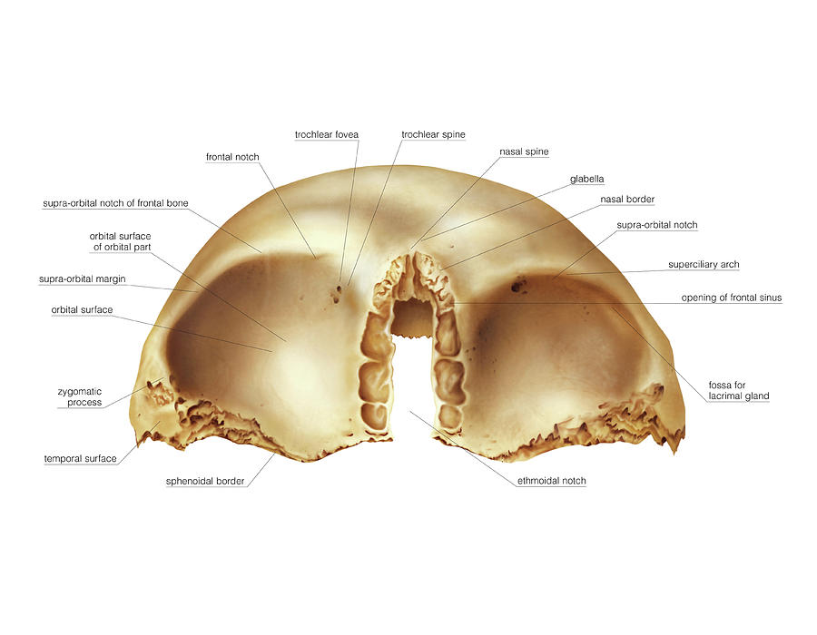 Anatomy Photograph - Frontal Bone #1 by Asklepios Medical Atlas