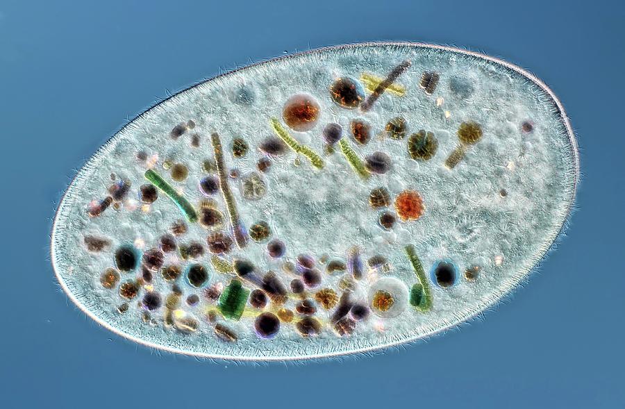 Frontonia Sp. Protist #1 Photograph by Rogelio Moreno/science Photo Library