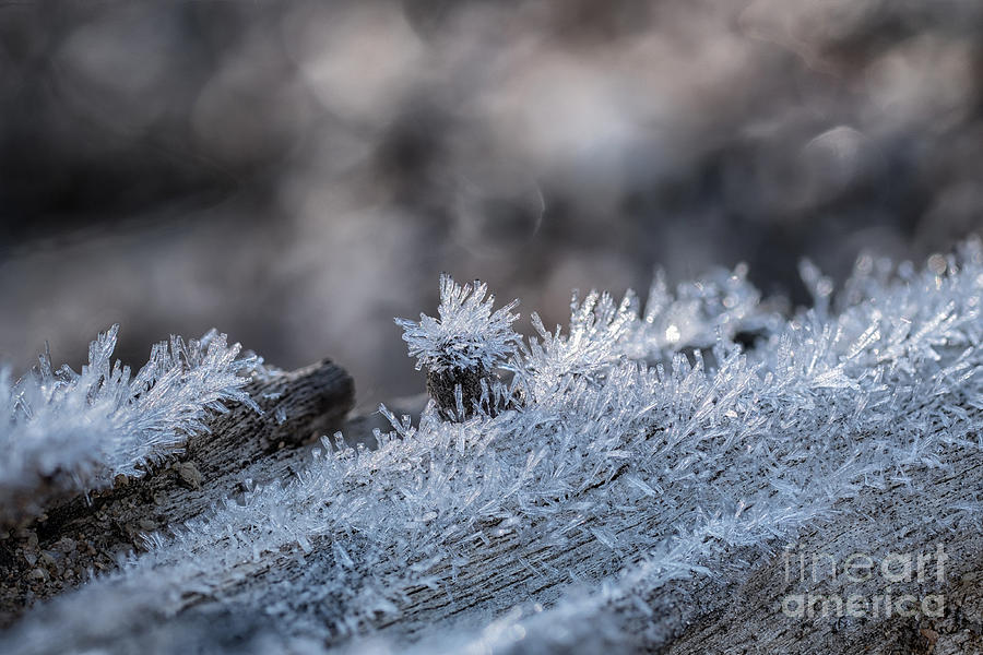 Frost Crystals #1 Photograph by Marianne Jensen