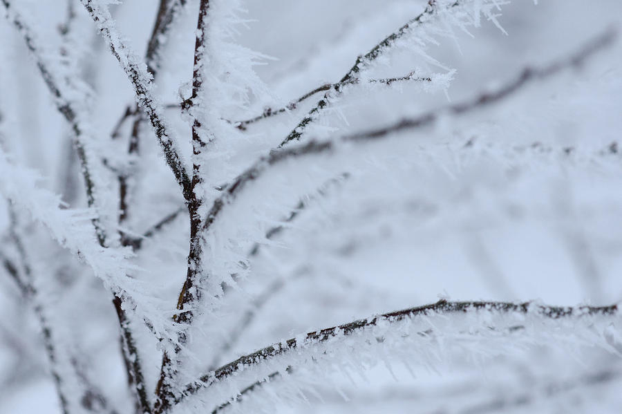 Winter Photograph - Frost #1 by TouTouke A Y
