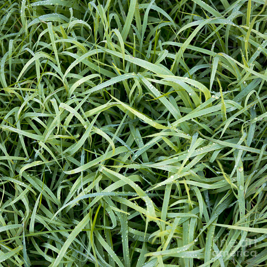 Frosty Grass Photograph