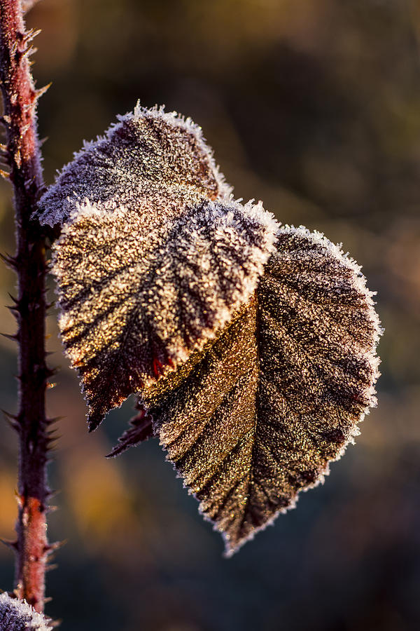 Up Movie Photograph - Frosty Leaves #1 by Ron Roberts