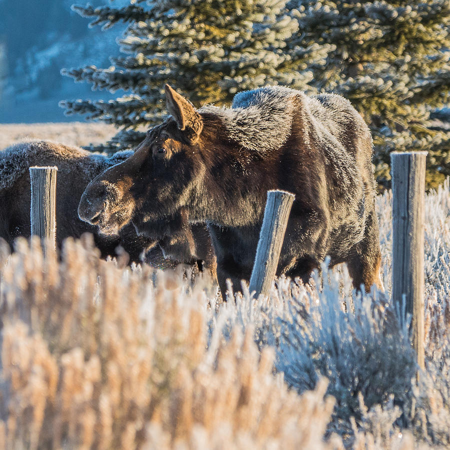 Frosty Moose At Sunrise Photograph by Yeates Photography