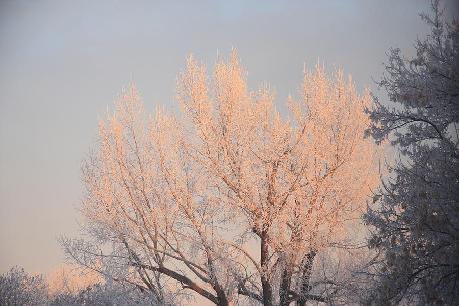 Frosty Sunrise #1 Photograph by Ellery Russell