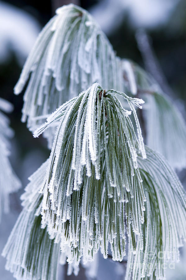 Frozen branch of pine. #1 Photograph by Borislav Stefanov