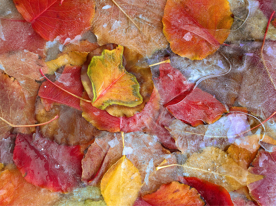 Frozen Cottonwood Leaves North America #1 Photograph by Tim Fitzharris