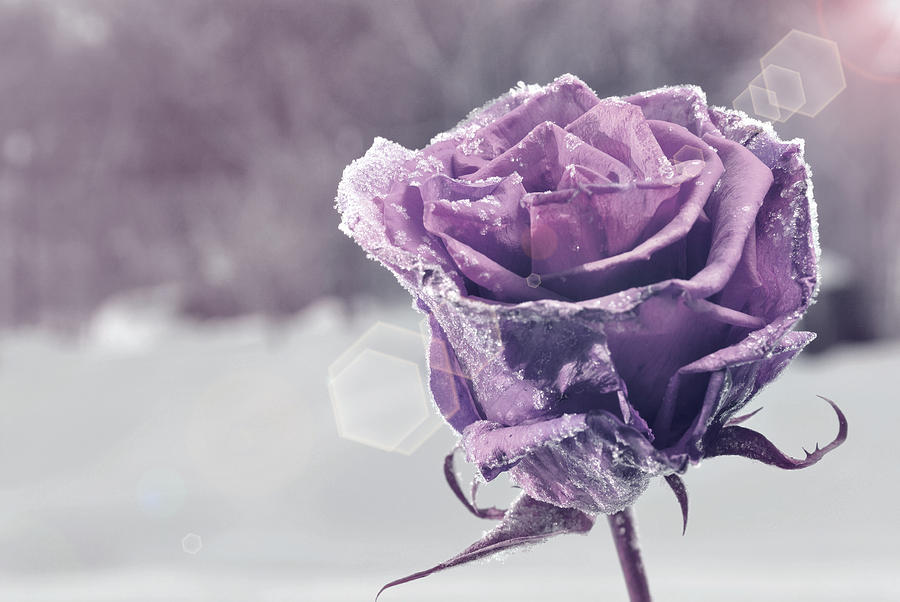 Frozen rose #1 Photograph by Martin Capek