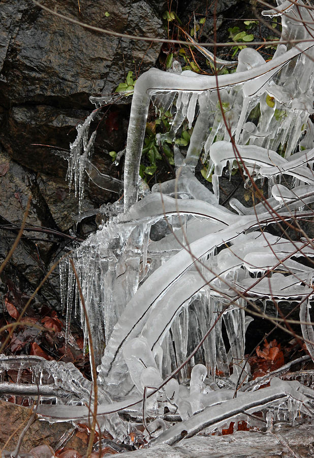 Winter Photograph - Frozen V #1 by Suzanne Gaff