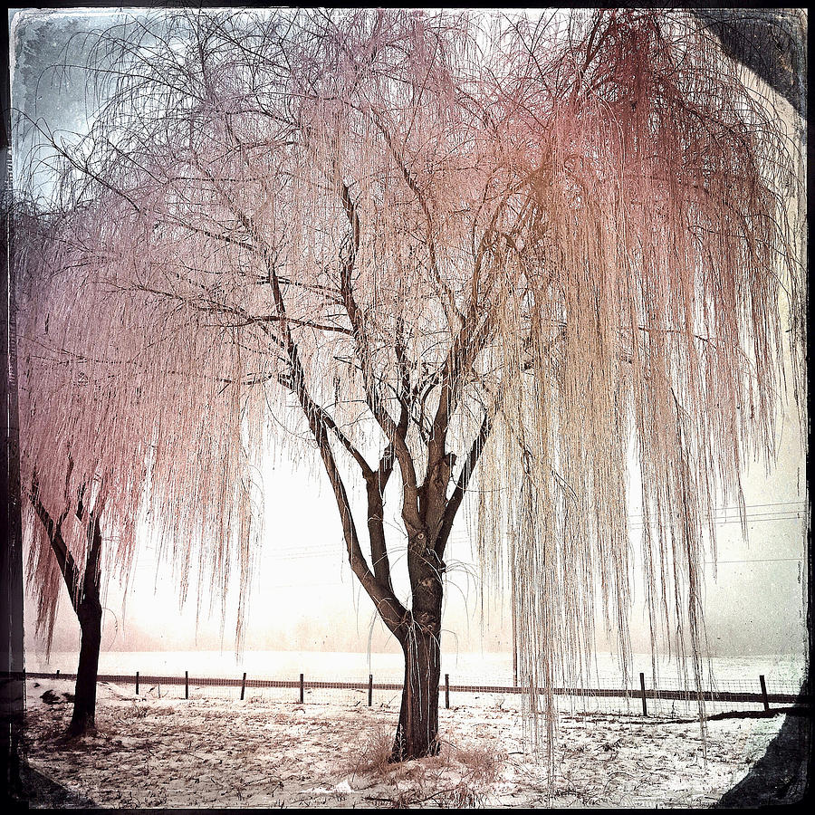 Architecture Photograph - Frozen Willow #1 by Gregg Jabs