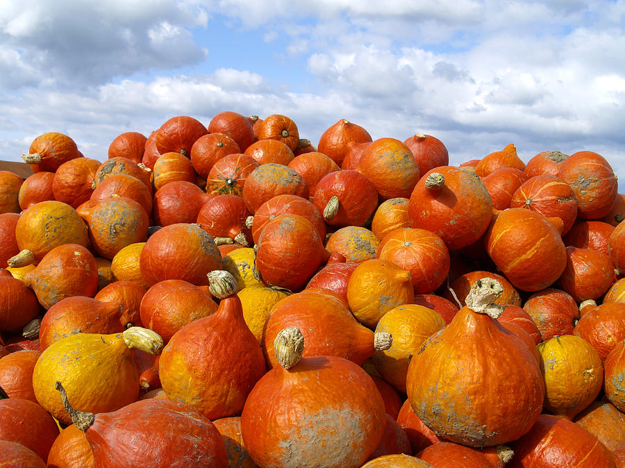 Pumpkin Photograph - Frucht, Fruechte, Herbst, Kuerbis #1 by Tips Images
