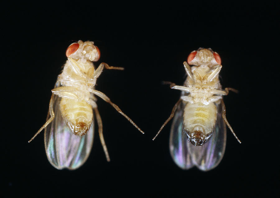 Fruit Flies #1 Photograph by Biology Pics
