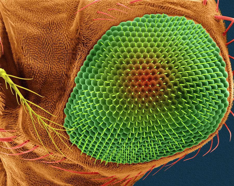 Insects Photograph - Fruit Fly Compound Eye #1 by Dennis Kunkel Microscopy/science Photo Library