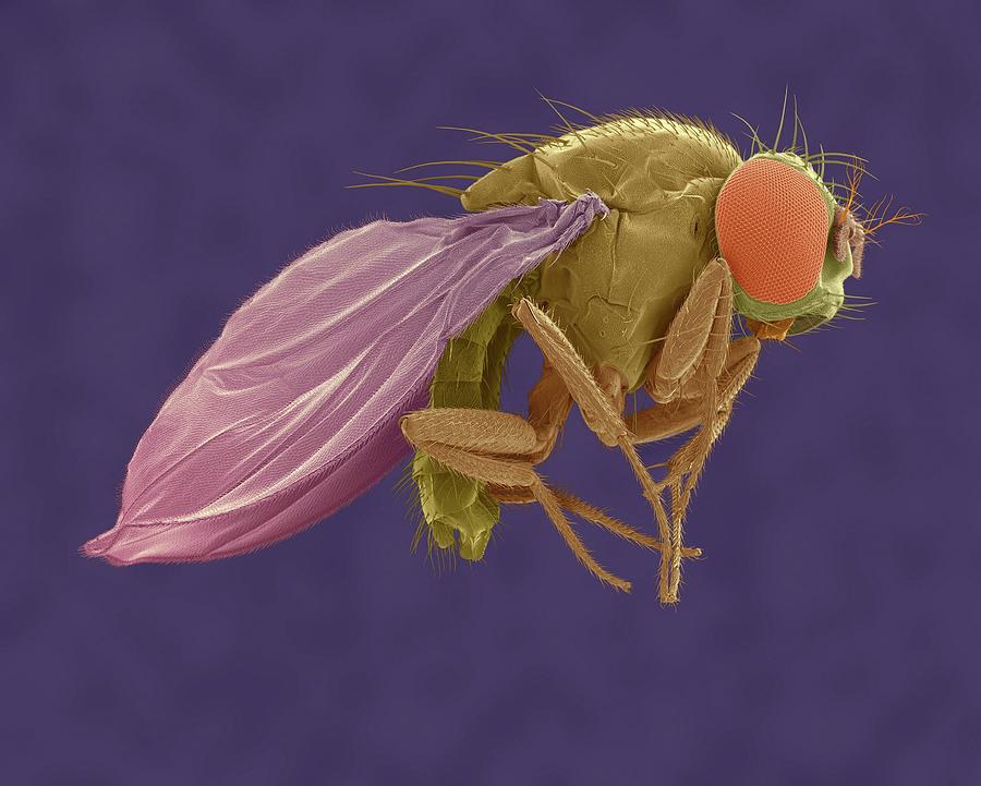 Insects Photograph - Fruit Fly #1 by Dennis Kunkel Microscopy/science Photo Library