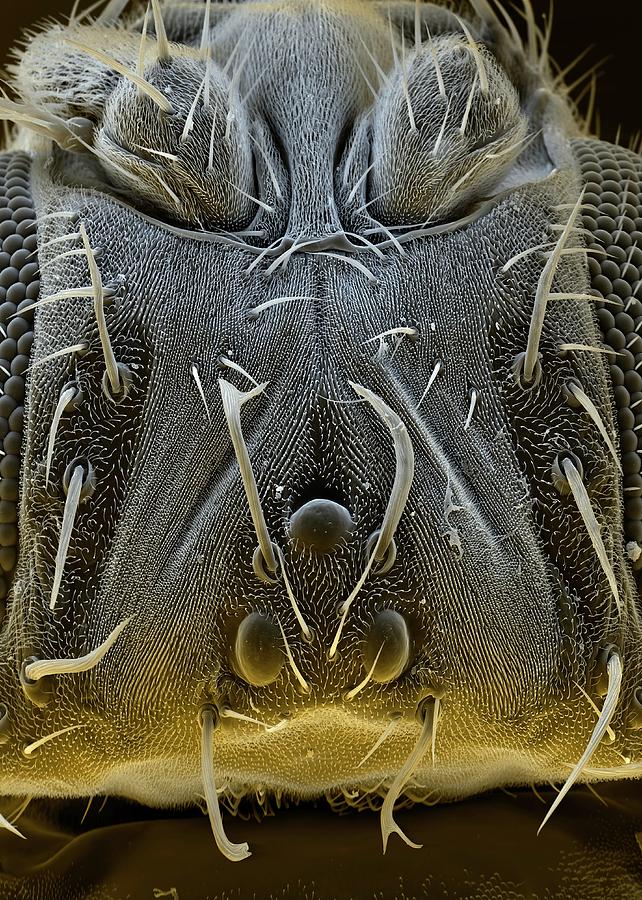 Nature Photograph - Fruit Fly Head #1 by Stefan Diller/science Photo Library