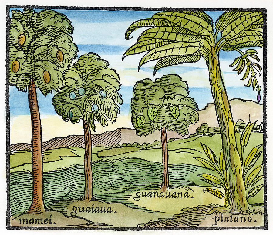 Fruit Trees Of Hispaniola #1 Drawing by Granger