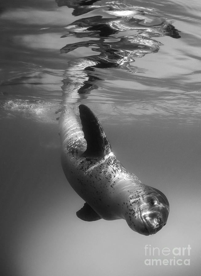 Black And White Photograph - Full Body View Of A Leopard Seal #1 by Steve Jones