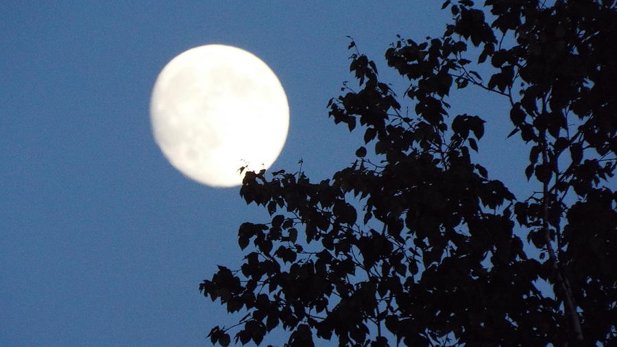 Full Moon Photograph by Cheryl King - Fine Art America