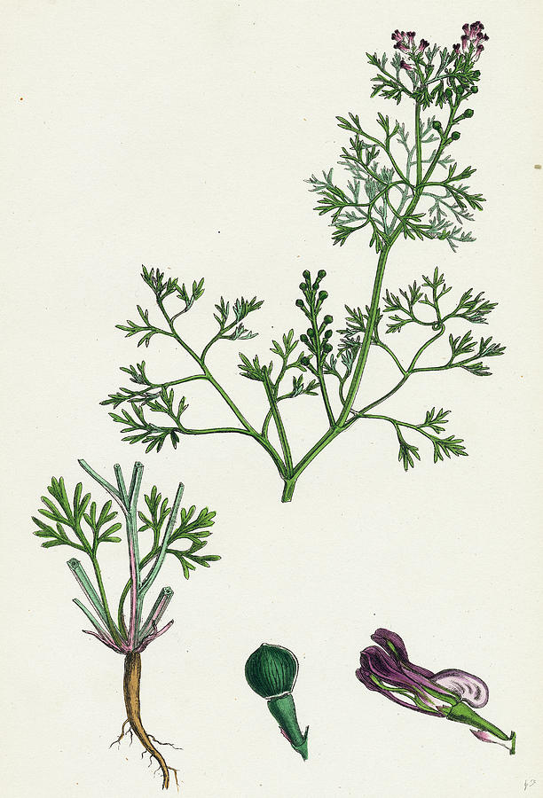 Fumaria Vaillantii Vaillants Small-flowered Fumitory- Drawing by ...