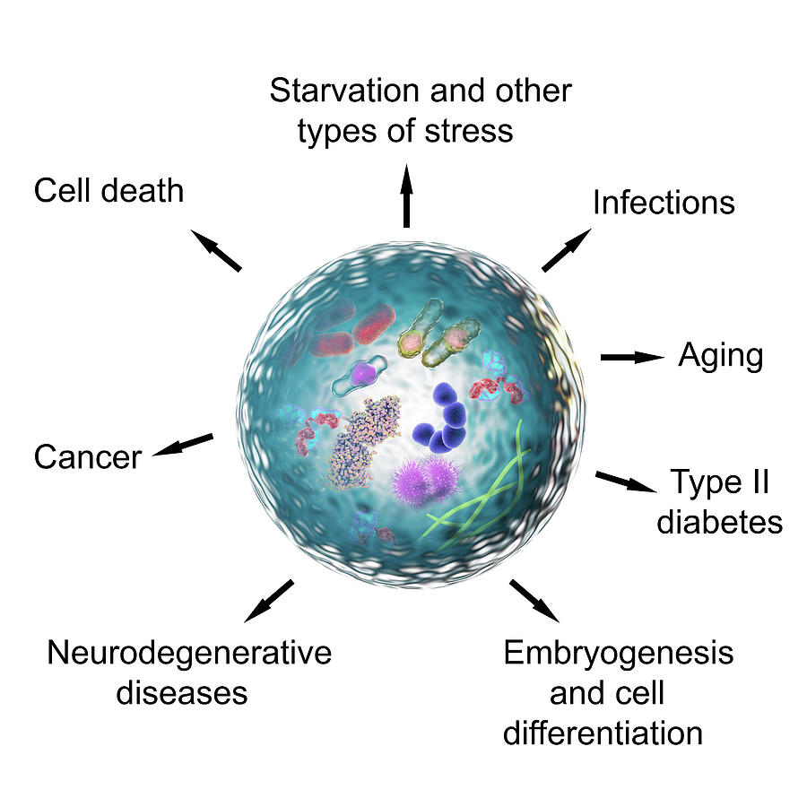 Functions Of Autophagy Photograph By Kateryna Kon Science Photo Library Pixels