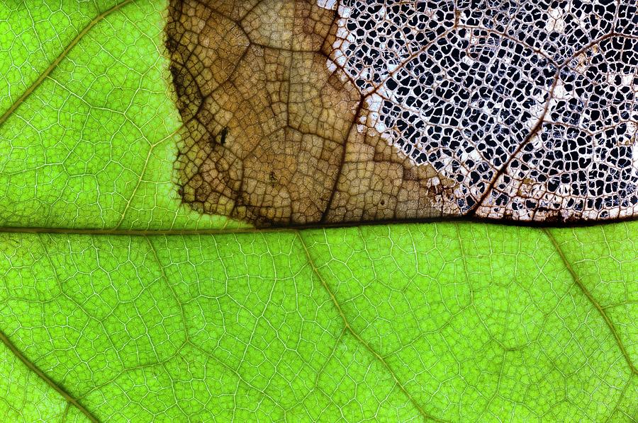 fungal-infection-of-a-leaf-photograph-by-dr-jeremy-burgess-science